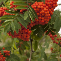 DELIVERED SEPTEMBER 2024 Mountain Ash Tree or Rowan Tree (Sorbus Aucuparia) 20-40cm Trees**FREE UK MAINLAND DELIVERY + FREE 100% TREE WARRANTY**